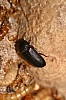 darkling_beetle larvae_yellow_meal_worm_tenebrio_molitor.jpg